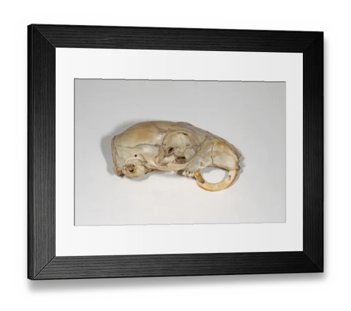 Framed Print : Eastern Grey Squirrel (Sciurus carolinensis) skull, with continued growth of teeth Framed Print : Eastern Grey Squirrel (Sciurus carolinensis) skull, with continued growth of teeth