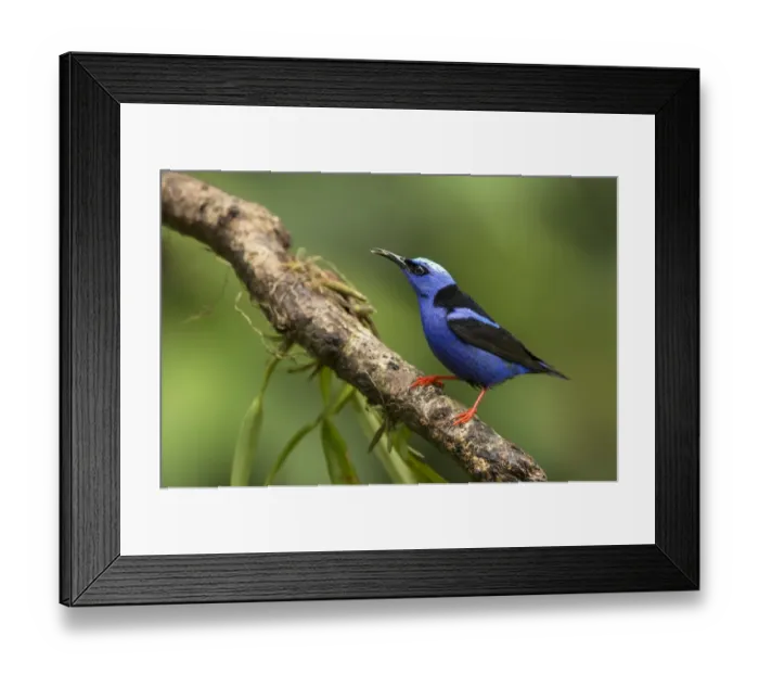 Framed Print : Red-legged Honeycreeper (Cyanerpes cyaneus) adult male, feeding, perched on branch, Costa Rica, March Framed Print : Red-legged Honeycreeper (Cyanerpes cyaneus) adult male, feeding, perched on branch, Costa Rica, March