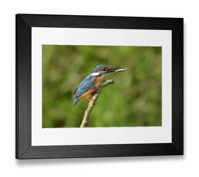 Framed Print : Common Kingfisher (Alcedo atthis bengalensis) adult male, with fish in beak, perched on stick, Nayandahalli, Bangalore Framed Print : Common Kingfisher (Alcedo atthis bengalensis) adult male, with fish in beak, perched on stick, Nayandahalli, Bangalore