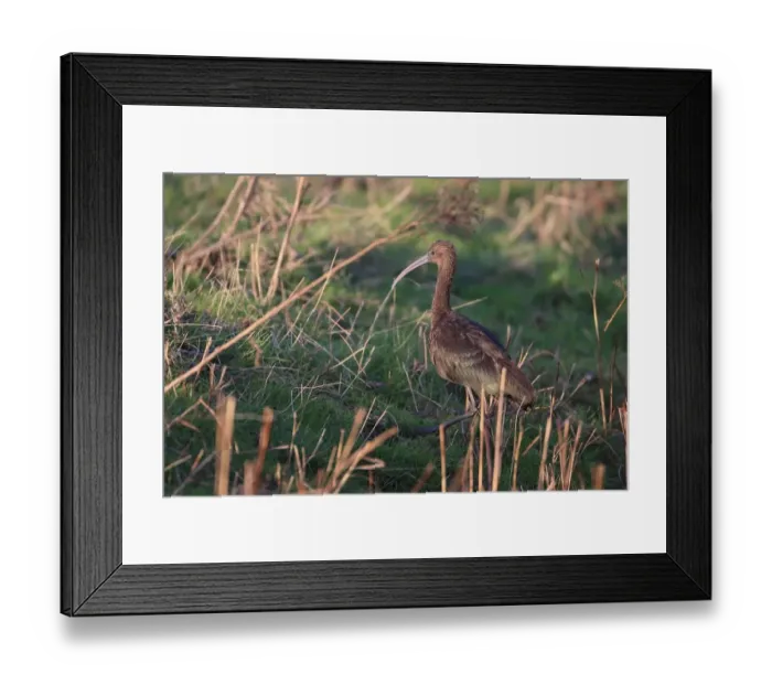 Framed Print : Glossy Ibis (Plegadis falcinellus) adult, non-breeding plumage, vagrant walking on ground, Norfolk, England, November Framed Print : Glossy Ibis (Plegadis falcinellus) adult, non-breeding plumage, vagrant walking on ground, Norfolk, England, November