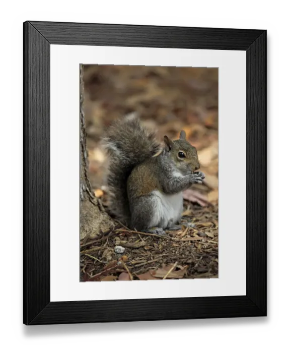 Framed Print : Eastern Grey Squirrel (Sciurus carolinensis) adult, feeding, sitting on ground, Miami, Florida, U. S. A. March Framed Print : Eastern Grey Squirrel (Sciurus carolinensis) adult, feeding, sitting on ground, Miami, Florida, U. S. A. March