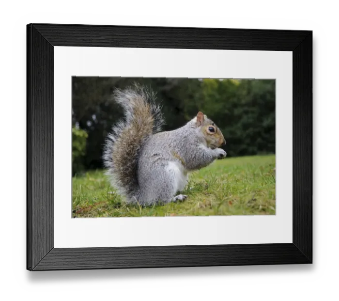 Framed Print : Eastern Grey Squirrel (Sciurus carolinensis) introduced species, adult, feeding on nut, sitting on grass