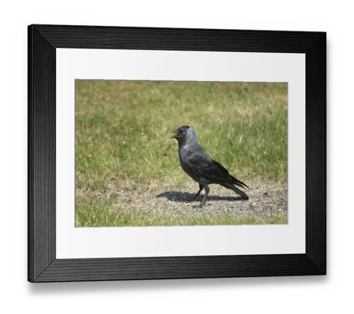 Framed Print : Jackdaw (Corvus monedula) adult, panting, standing on ground, Sweden Framed Print : Jackdaw (Corvus monedula) adult, panting, standing on ground, Sweden