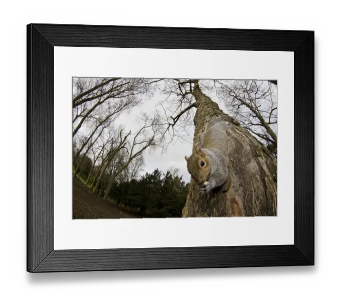 Framed Print : Eastern Grey Squirrel (Sciurus carolinensis) introduced species, adult, feeding on nut Framed Print : Eastern Grey Squirrel (Sciurus carolinensis) introduced species, adult, feeding on nut