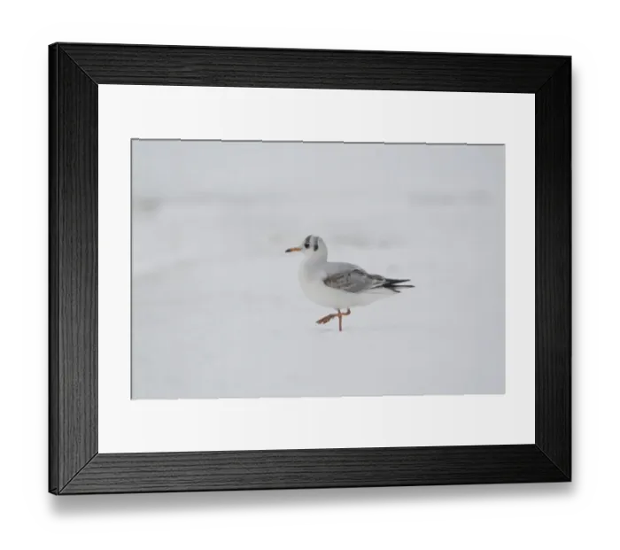 Framed Print : Black-headed Gull (Larus ridibundus) immature, first winter plumage, walking on snow, Suffolk, England, January Framed Print : Black-headed Gull (Larus ridibundus) immature, first winter plumage, walking on snow, Suffolk, England, January
