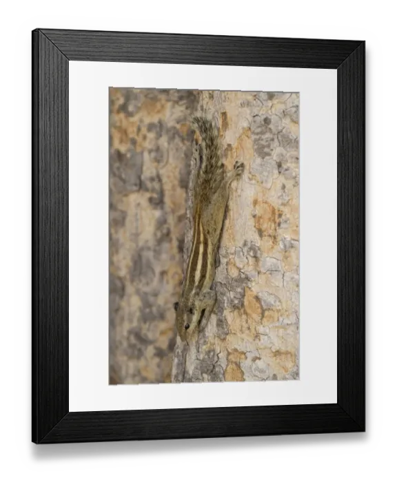 Framed Print : Five-striped Palm Squirrel (Funambulus pennantii) adult, descending tree trunk, Delhi, India, March Framed Print : Five-striped Palm Squirrel (Funambulus pennantii) adult, descending tree trunk, Delhi, India, March