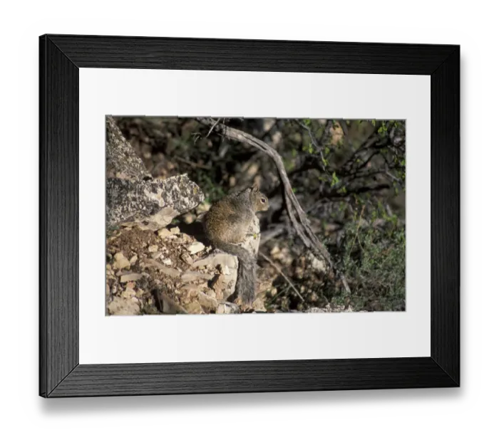 Framed Print : Squirrel - Rock (Spermophilus variegatus) Framed Print : Squirrel - Rock (Spermophilus variegatus)