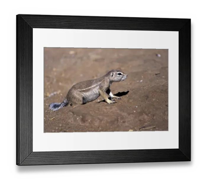 Framed Print : Ground Squirrel (Xerus inauris) Namibia Framed Print : Ground Squirrel (Xerus inauris) Namibia