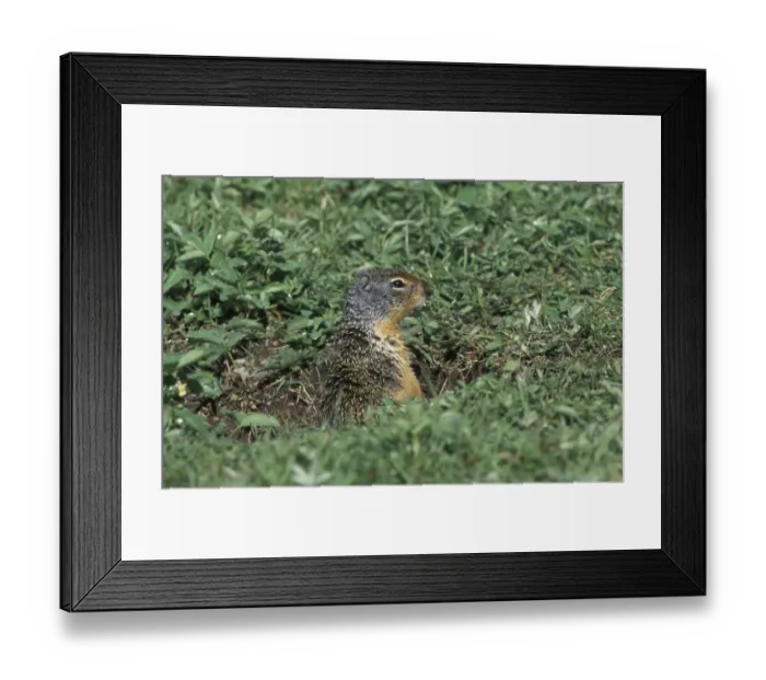 Framed Print : Columbian Ground Squirrel (Spermophilus columbianus) Glacier National Park, Montana, USA Framed Print : Columbian Ground Squirrel (Spermophilus columbianus) Glacier National Park, Montana, USA