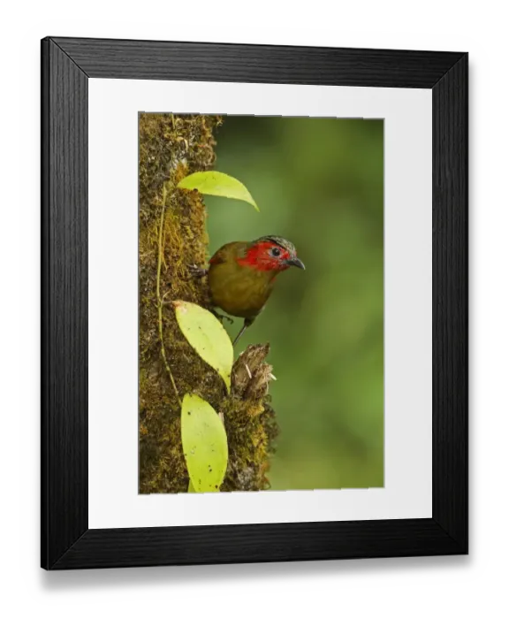 Framed Print : Red-faced Liocichla (Liocichla phoenicea ripponi) adult, clinging to mossy tree trunk, Doi Lang, Doi Pha Hom Pok N. P Framed Print : Red-faced Liocichla (Liocichla phoenicea ripponi) adult, clinging to mossy tree trunk, Doi Lang, Doi Pha Hom Pok N. P
