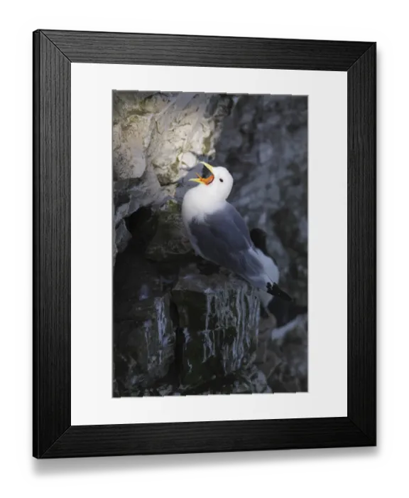 Framed Print : Black-legged Kittiwake (Rissa tridactyla) adult, calling, standing on chalk cliff ledge, Bempton Cliffs RSPB Reserve Framed Print : Black-legged Kittiwake (Rissa tridactyla) adult, calling, standing on chalk cliff ledge, Bempton Cliffs RSPB Reserve