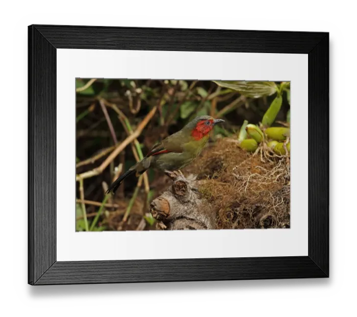 Framed Print : Red-faced Liocichla (Liocichla phoenicea ripponi) adult, perched on mossy stump, Doi Lang, Doi Pha Hom Pok N. P Framed Print : Red-faced Liocichla (Liocichla phoenicea ripponi) adult, perched on mossy stump, Doi Lang, Doi Pha Hom Pok N. P