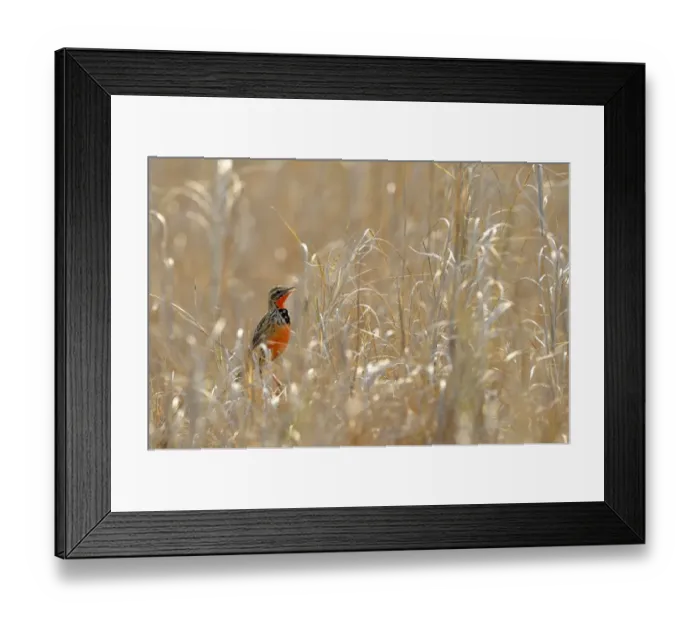 Framed Print : Rosy-breasted Longclaw (Macronyx ameliae) adult male, singing, perched in long grass, Kafue N. P. Zambia, September