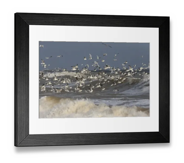 Framed Print : Black-headed Gull (Chroicocephalus ridibundus), Common Gull (Larus (Larus canus) Framed Print : Black-headed Gull (Chroicocephalus ridibundus), Common Gull (Larus (Larus canus)