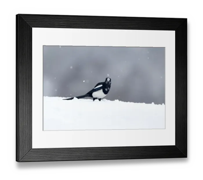 Framed Print : Common Magpie (Pica pica) adult, with snow on head, standing on snow during snowfall, Warwickshire, England, March Framed Print : Common Magpie (Pica pica) adult, with snow on head, standing on snow during snowfall, Warwickshire, England, March