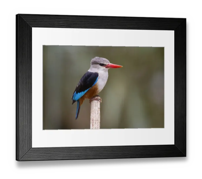 Framed Print : Grey-headed Kingfisher (Halcyon leucocephala) adult, perched on stick, Samburu National Reserve, Kenya, August Framed Print : Grey-headed Kingfisher (Halcyon leucocephala) adult, perched on stick, Samburu National Reserve, Kenya, August