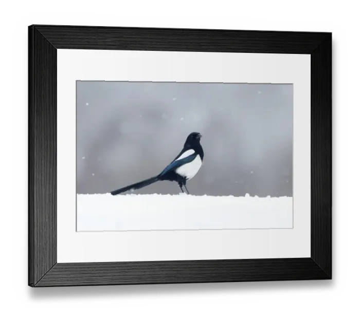 Framed Print : Common Kestrel (Falco tinnunculus) adult female, in hovering flight, silhouetted at sunset, Northumberland, England
