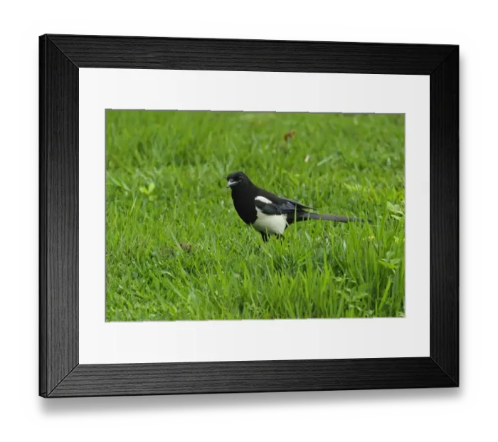 Framed Print : Common Magpie (Pica pica serica) adult, foraging on grass, Taipei City, Taiwan, April Framed Print : Common Magpie (Pica pica serica) adult, foraging on grass, Taipei City, Taiwan, April