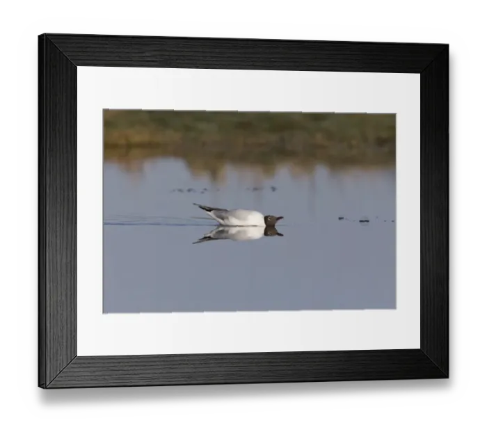 Framed Print : Black-headed Gull (Chroicocephalus ridibundus) adult, breeding plumage, swimming in display posture towards another Framed Print : Black-headed Gull (Chroicocephalus ridibundus) adult, breeding plumage, swimming in display posture towards another