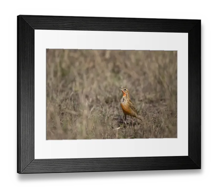 Framed Print : Rosy-breasted Longclaw (Macronyx ameliae) adult, standing in savannah, Masai Mara National Reserve, Kenya, August Framed Print : Rosy-breasted Longclaw (Macronyx ameliae) adult, standing in savannah, Masai Mara National Reserve, Kenya, August