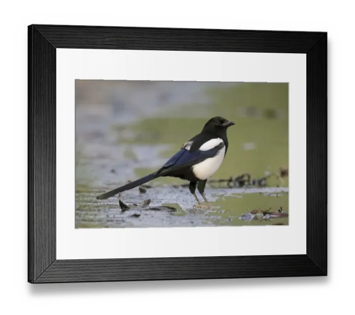 Framed Print : Common Magpie (Pica pica sericea) Korean Magpie, adult, standing on mud at edge of water, Hong Kong, China, October Framed Print : Common Magpie (Pica pica sericea) Korean Magpie, adult, standing on mud at edge of water, Hong Kong, China, October