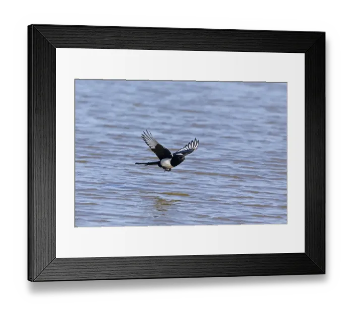 Framed Print : Common Magpie (Pica pica) adult, in flight over water, Minsmere RSPB Reserve, Suffolk, England, April Framed Print : Common Magpie (Pica pica) adult, in flight over water, Minsmere RSPB Reserve, Suffolk, England, April