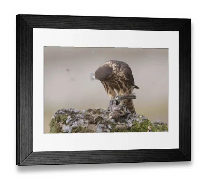 Framed Print : Merlin (Falco columbarius) immature male, first year plumage, plucking and feeding on House Sparrow (Passer domesticus) Framed Print : Merlin (Falco columbarius) immature male, first year plumage, plucking and feeding on House Sparrow (Passer domesticus)