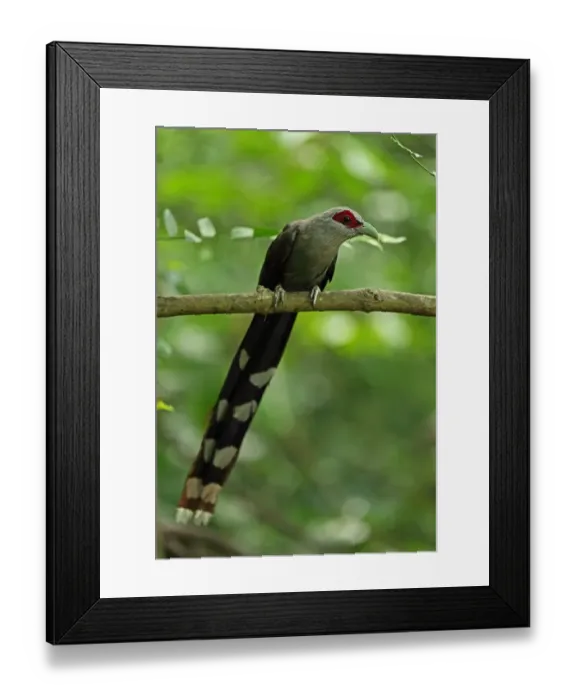 Framed Print : Green-billed Malkoha (Phaenicophaeus tristis longicaudatus) adult, perched on branch, near Kaeng Krachan, Thailand, May Framed Print : Green-billed Malkoha (Phaenicophaeus tristis longicaudatus) adult, perched on branch, near Kaeng Krachan, Thailand, May