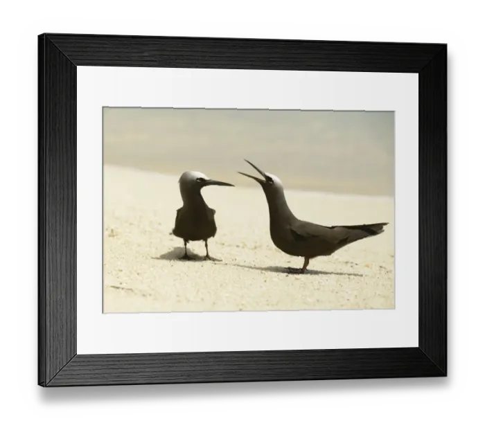 Framed Print : Black Noddy (Anous minutus) adult pair, calling, standing on sandy beach, Queensland, Australia, November Framed Print : Black Noddy (Anous minutus) adult pair, calling, standing on sandy beach, Queensland, Australia, November