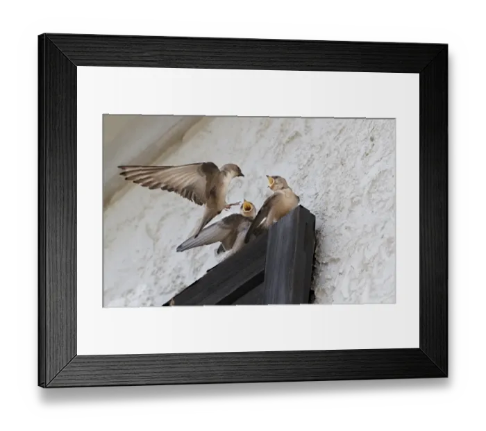 Framed Print : Eurasian Crag-martin (Ptyonoprogne rupestris) adult, in flight, feeding young perched on house window shutter