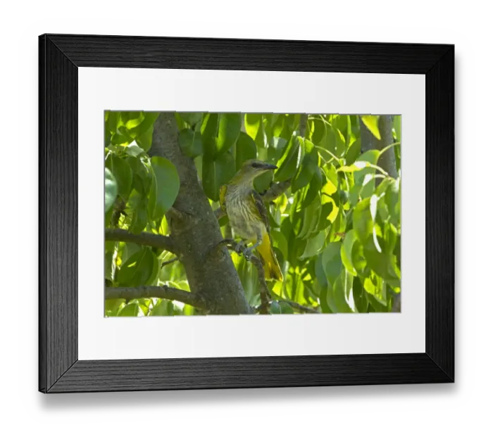 Framed Print : Golden Oriole (Oriolus oriolus) young, perched in pear tree, Andalucia, Spain, July Framed Print : Golden Oriole (Oriolus oriolus) young, perched in pear tree, Andalucia, Spain, July