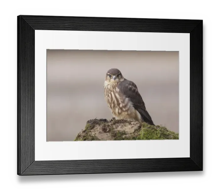 Framed Print : Merlin (Falco columbarius) immature male, first year plumage, standing on boulder, North Yorkshire, England Framed Print : Merlin (Falco columbarius) immature male, first year plumage, standing on boulder, North Yorkshire, England