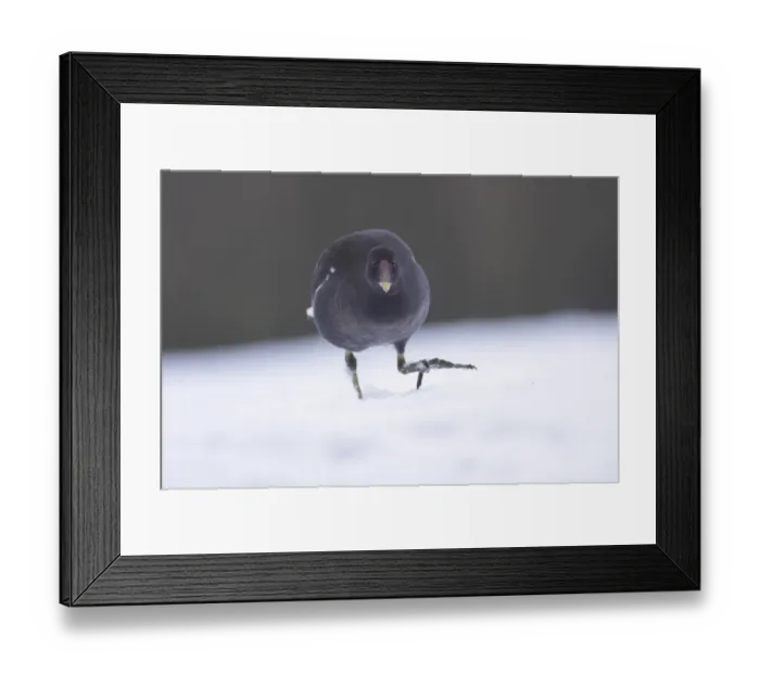 Framed Print : Common Moorhen (Gallinula chloropus) immature, walking on snow, West Yorkshire, England, January