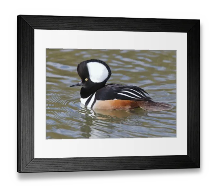 Framed Print : Hooded Merganser (Lophodytes cucullatus) adult male, with crest raised, swimming (captive)