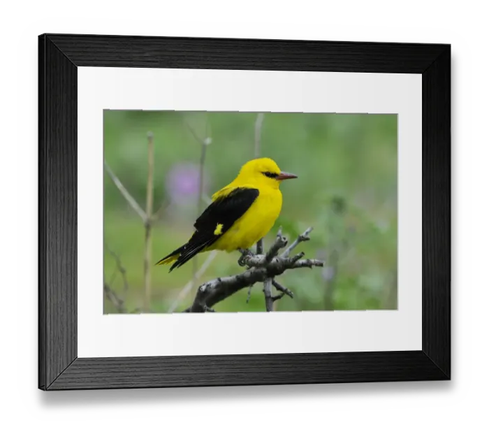 Framed Print : Golden Oriole (Oriolus oriolus) adult male, perched on branch, Lemnos, Greece, May Framed Print : Golden Oriole (Oriolus oriolus) adult male, perched on branch, Lemnos, Greece, May