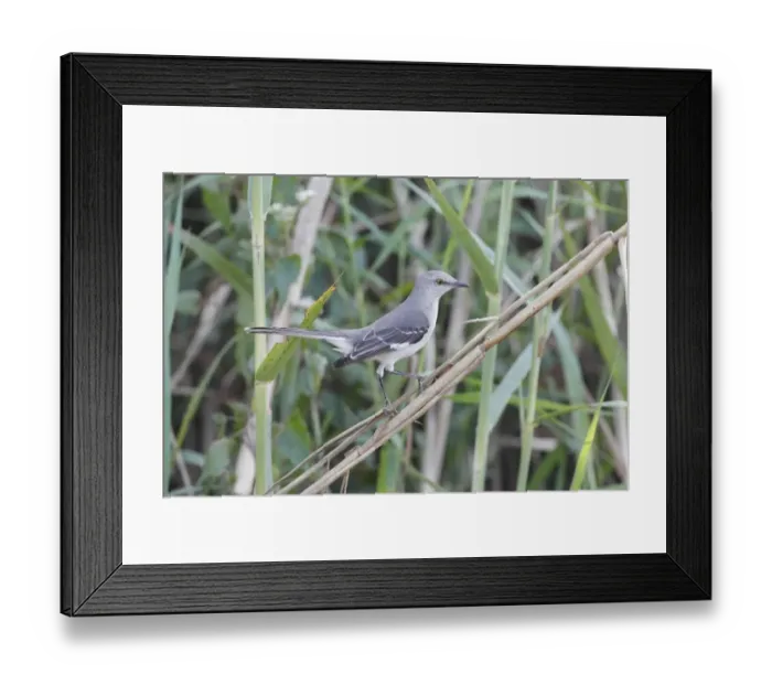 Framed Print : Northern Mockingbird (Mimus polyglottos) adult, perched in stem, Everglades, Florida, U. S. A. February