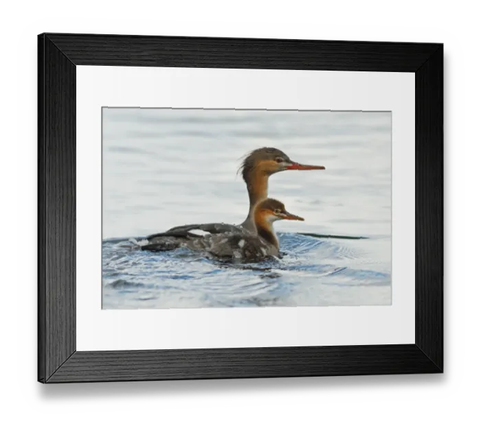 Framed Print : Red-breasted Merganser (Mergus serrator) adult female with duckling, swimming on lake, Langvattnet Lake Framed Print : Red-breasted Merganser (Mergus serrator) adult female with duckling, swimming on lake, Langvattnet Lake