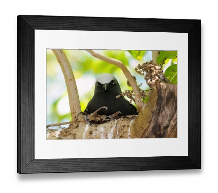Framed Print : Black Noddy (Anous minutus) adult, sitting at nest on branch, Queensland, Australia, November