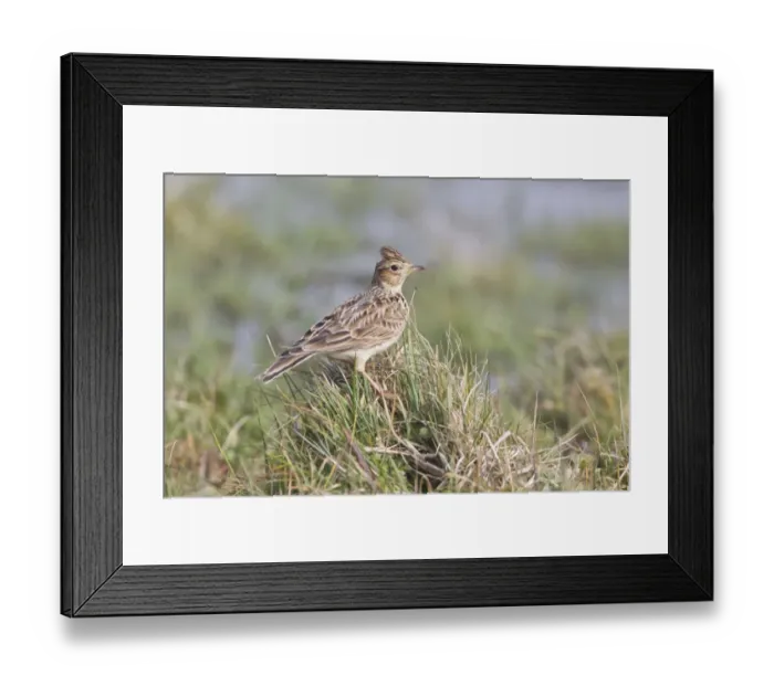 Framed Print : Skylark (Alauda arvensis) adult, standing on grass tussock, Suffolk, England, March Framed Print : Skylark (Alauda arvensis) adult, standing on grass tussock, Suffolk, England, March