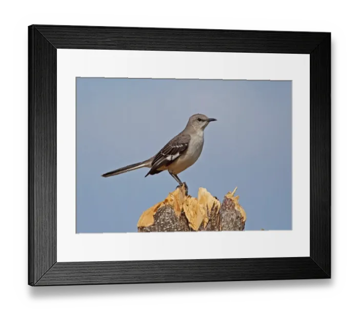 Framed Print : Northern Mockingbird (Mimus polyglottos orpheus) adult, perched on cut tree stump, La Belen, Camaguey Province, Cuba Framed Print : Northern Mockingbird (Mimus polyglottos orpheus) adult, perched on cut tree stump, La Belen, Camaguey Province, Cuba