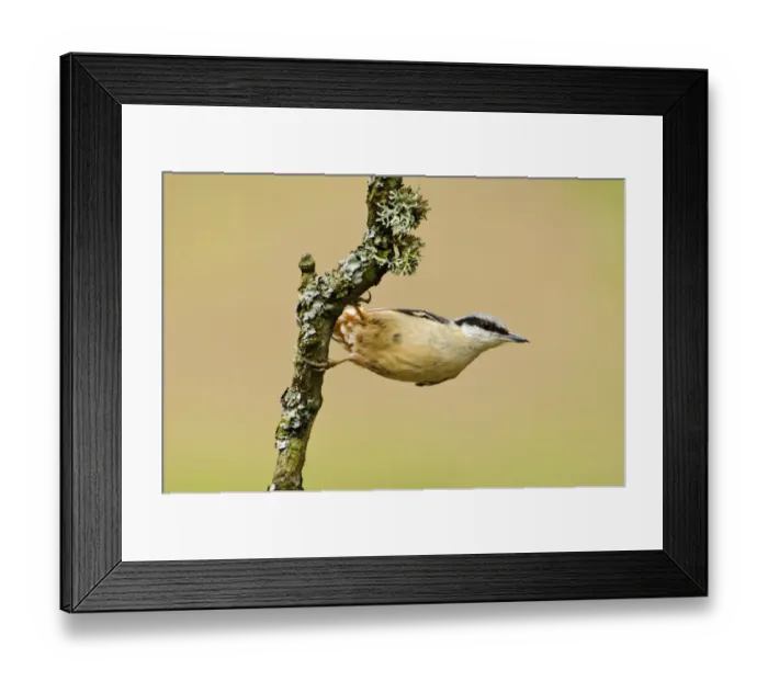Framed Print : Eurasian Nuthatch (Sitta europaea) adult, clinging to lichen covered twig, Gilfach Farm Nature Reserve, near Rhayader Framed Print : Eurasian Nuthatch (Sitta europaea) adult, clinging to lichen covered twig, Gilfach Farm Nature Reserve, near Rhayader