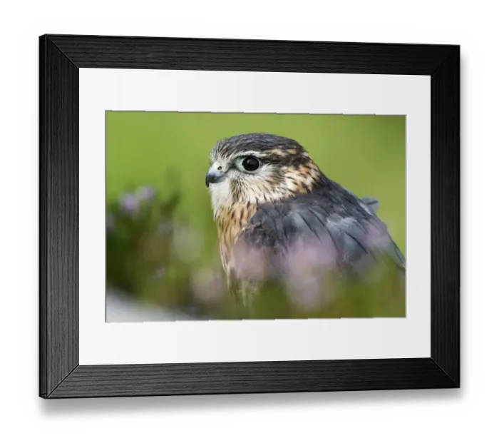 Framed Print : Merlin Falco columbarius adult male, standing on heather moorland, Yorkshire, England, August (captive)