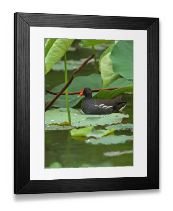 Framed Print : Common Moorhen (Gallinula chloropus chloropus) adult, swimming beside waterlily leaves during rainfall, Taiwan, April Framed Print : Common Moorhen (Gallinula chloropus chloropus) adult, swimming beside waterlily leaves during rainfall, Taiwan, April