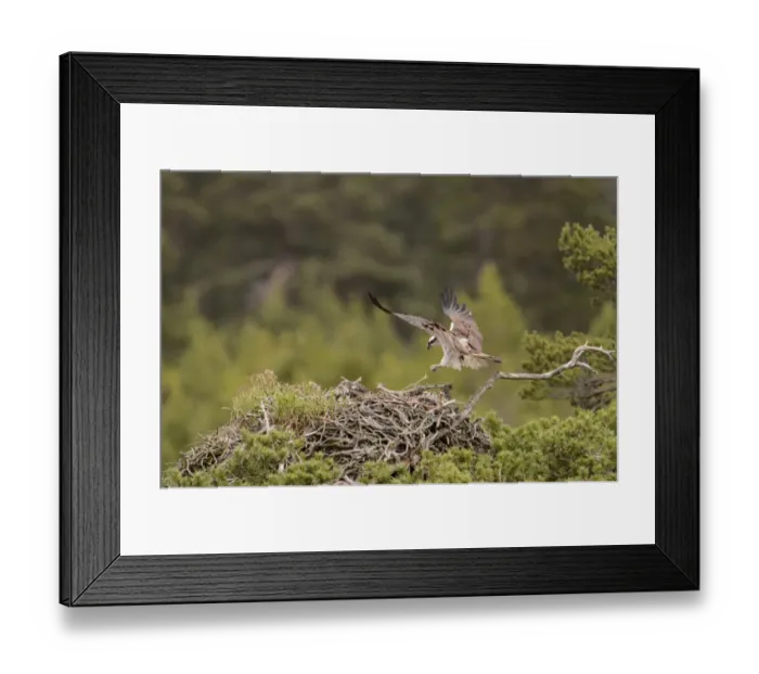 Framed Print : Osprey (Pandion haliaetus) adult, in flight, landing at nest with chicks, Caledonian Forest, Cairngorms N. P Framed Print : Osprey (Pandion haliaetus) adult, in flight, landing at nest with chicks, Caledonian Forest, Cairngorms N. P