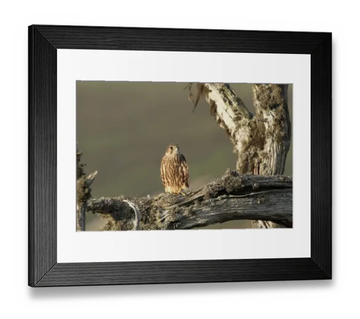 Framed Print : Merlin (Falco columbarius) juvenile, newly fledged, perched on branch, Abernethy National National Reserve, Strathspey Framed Print : Merlin (Falco columbarius) juvenile, newly fledged, perched on branch, Abernethy National National Reserve, Strathspey