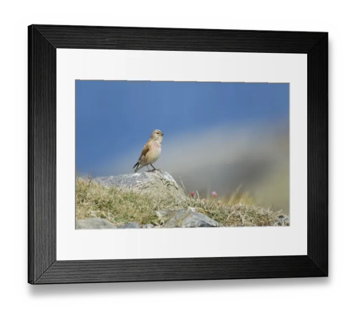 Framed Print : Eurasian Linnet (Carduelis cannabina) adult male, singing, standing on rock, Guernsey, Channel Islands, May Framed Print : Eurasian Linnet (Carduelis cannabina) adult male, singing, standing on rock, Guernsey, Channel Islands, May