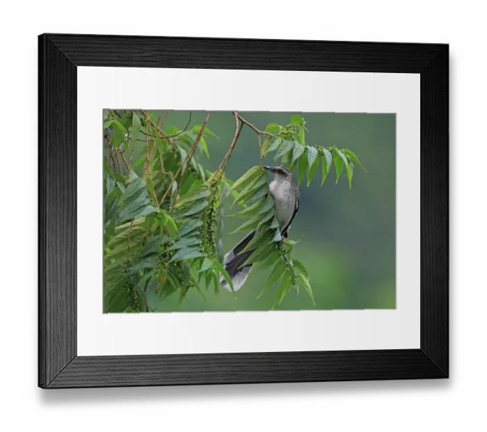 Framed Print : Tropical Mockingbird (Mimus gilvus) adult, perched in fruiting tree, Trinidad, Trinidad and Tobago, April Framed Print : Tropical Mockingbird (Mimus gilvus) adult, perched in fruiting tree, Trinidad, Trinidad and Tobago, April