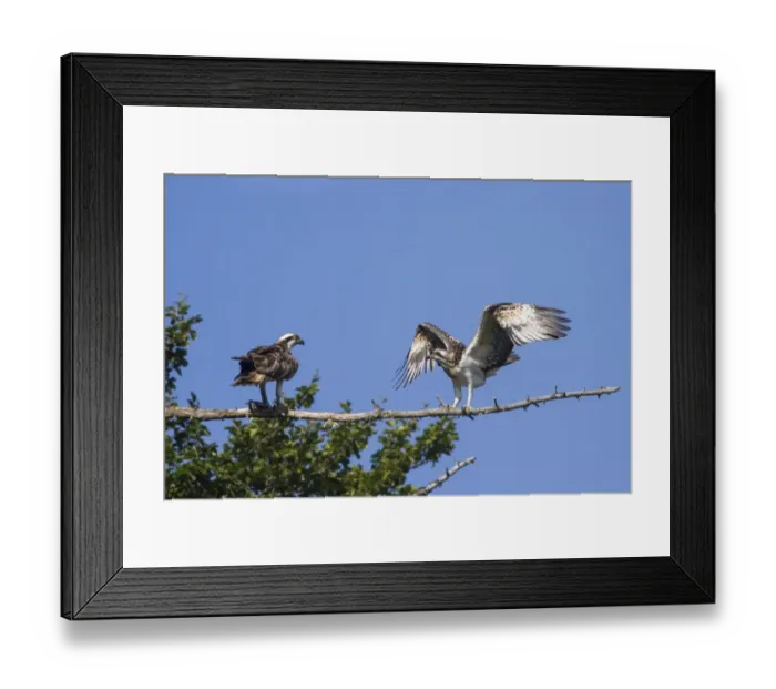 Framed Print : Osprey (Pandion haliaetus) two fledglings, perched on branch at old nestsite, Cairngorms N. P. Highlands, Scotland, July
