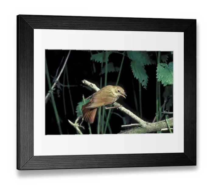 Framed Print : Nightingale (Luscinia megarhynchos) perched on twig in undergrowth  /  beak open