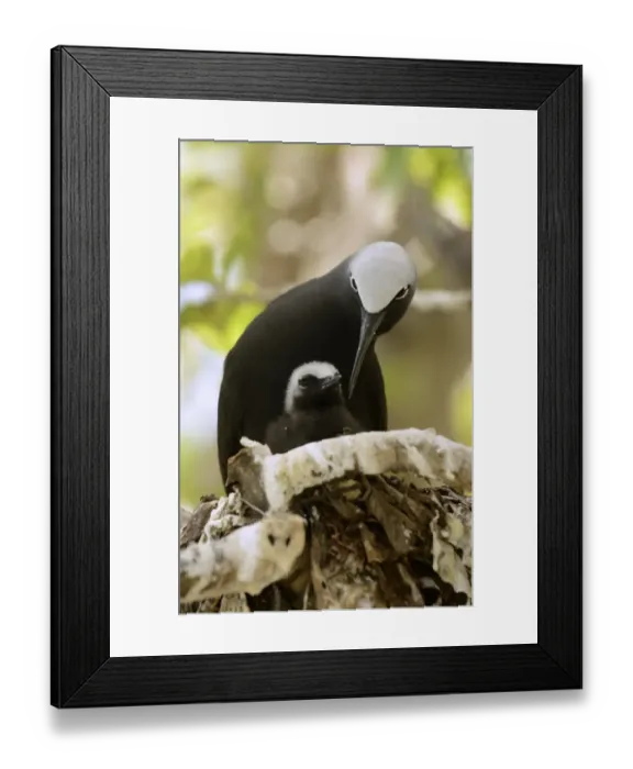 Framed Print : Black Noddy (Anous minutus) adult with chick, at nest on branch, Queensland, Australia, November